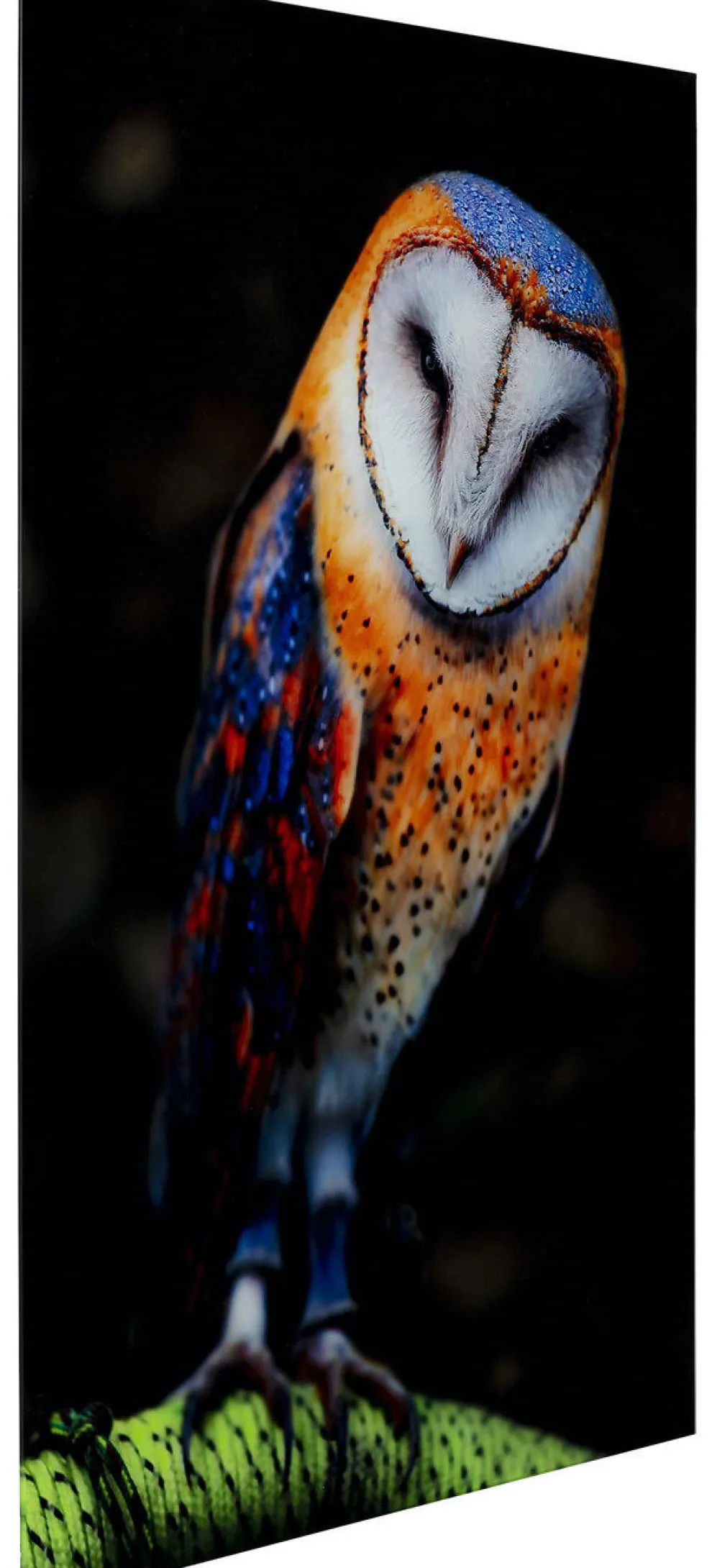 Glasschilderij Cute Owl 120x80cm